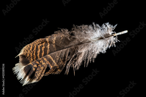 Macro shot of a red-brown turkey feather