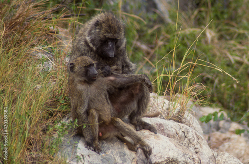 Singe, Babouin jaune, Papio cynocephalus, Kenya