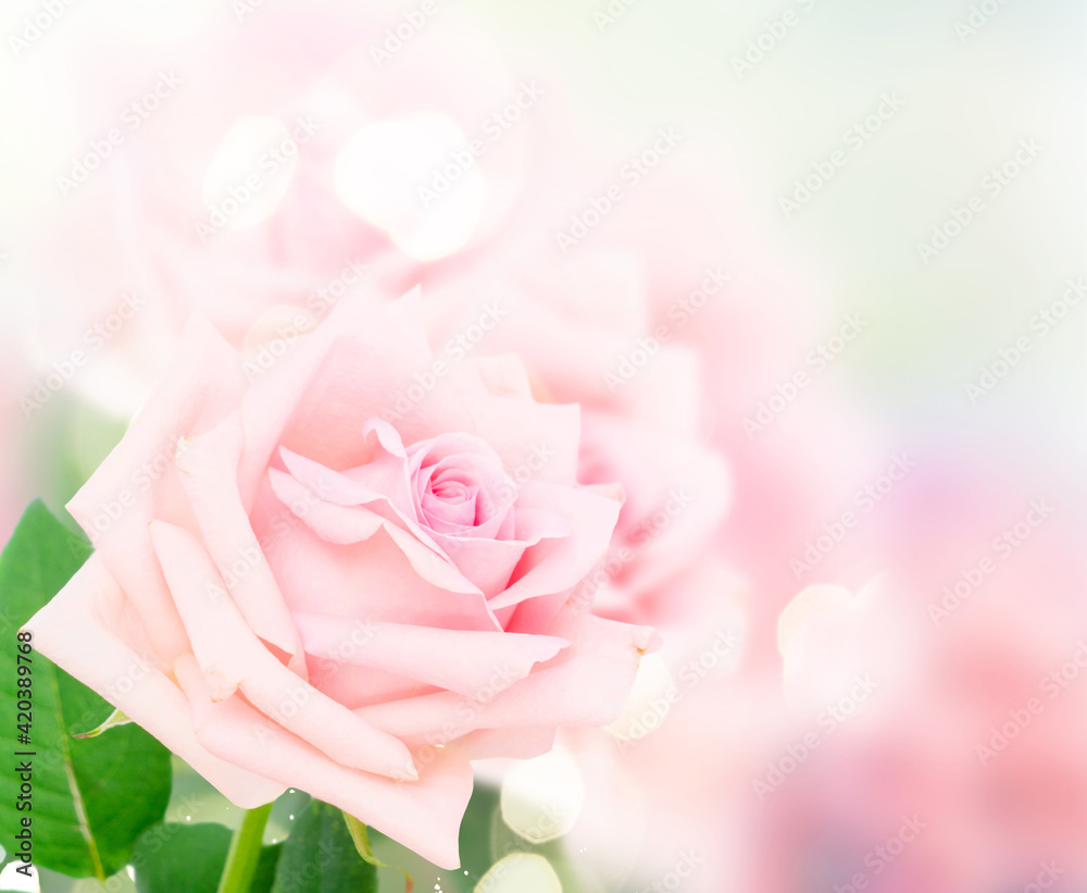 Pink blooming roses Pink blooming roses