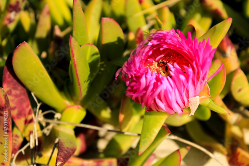 Carpobrotus edulis plant in the garden in spring