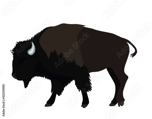 Hand drawing American bison