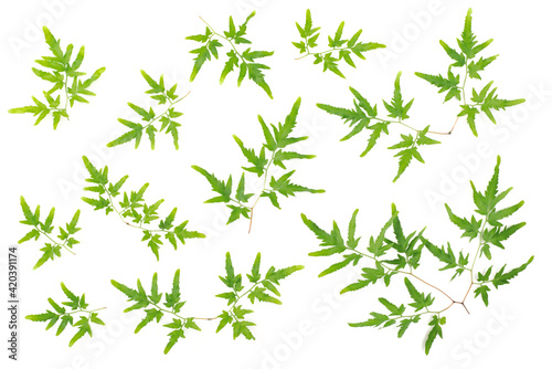 collection of fresh Spora Lygodii leaves isolated on white background, top view