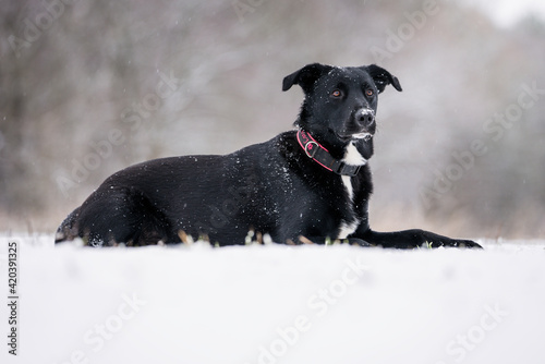 labrador dog in the snow