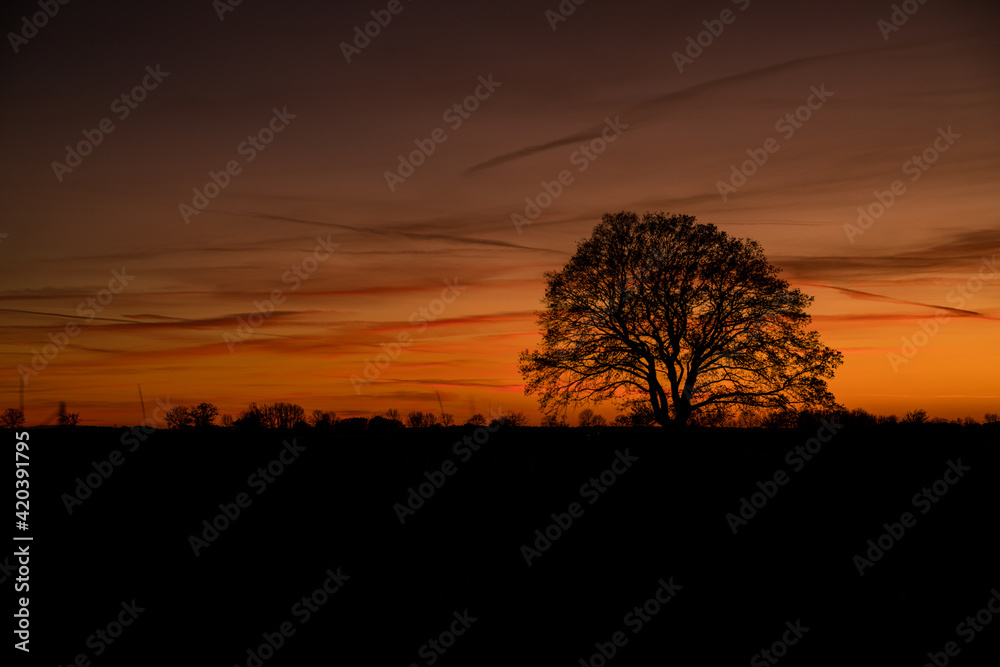 dramatic sunset behind a tree