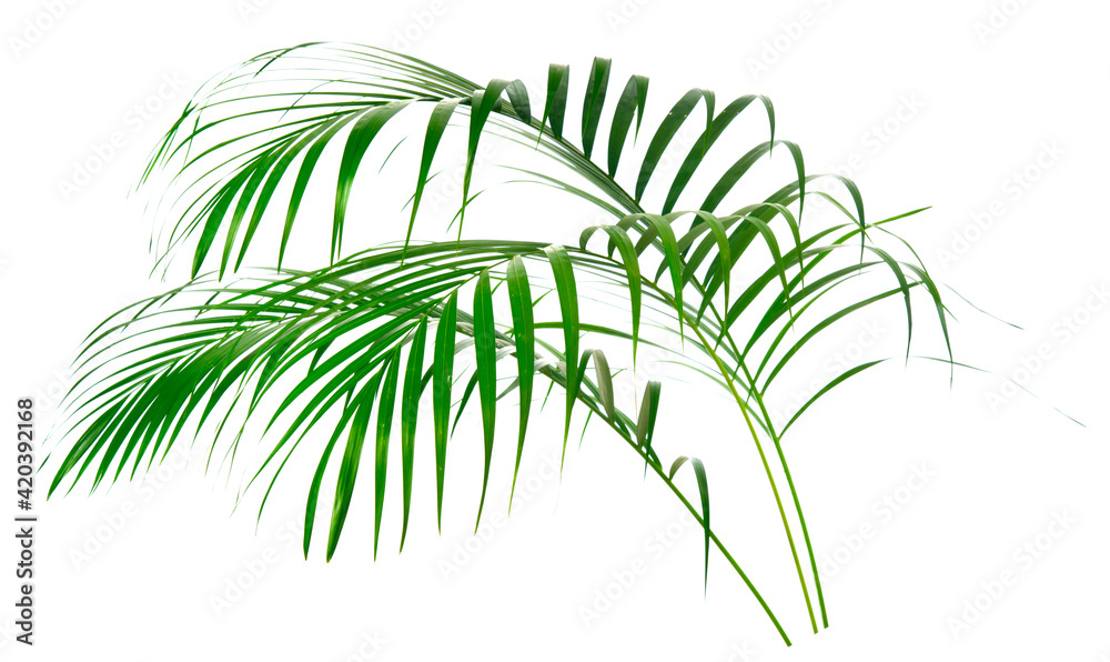 Obraz premium fresh palm tree leaves isolated on white background