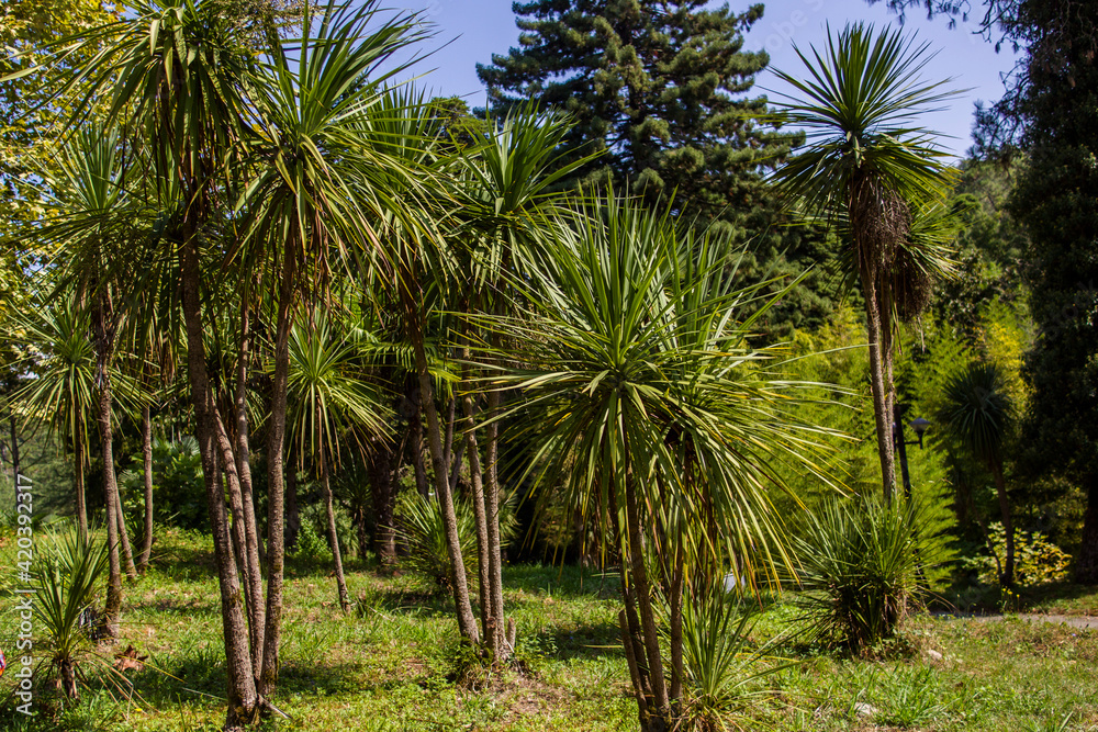 Obraz premium Palm trees in the park