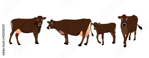 Jersey cattle, cow, calf