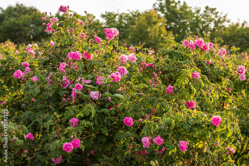 Field of pink roses © tonya kolarova