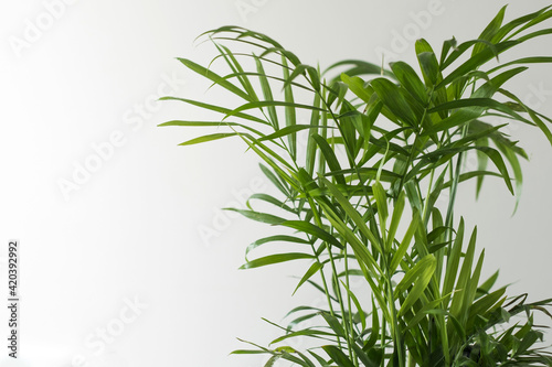 Green house plant hamedorea. Trend home plants  Scandinavian style in the interior. Copy space.