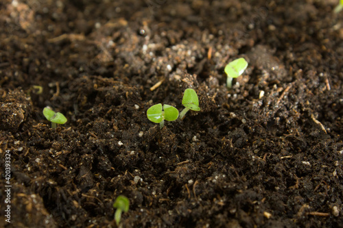 Ocimum basilicum. Basil seedlings in the soil. Green seedlings aromatic herb, young plants, leaves, gardening. 