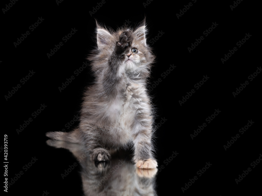 Maine Coon kitten on a on a black .background with reflection. Cat waving paws, playing
