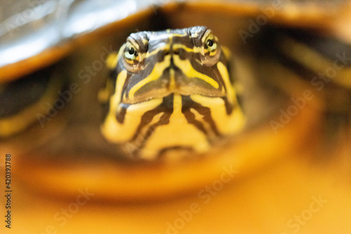 Florida - Rotbauch - Schmuckschildkröte photo