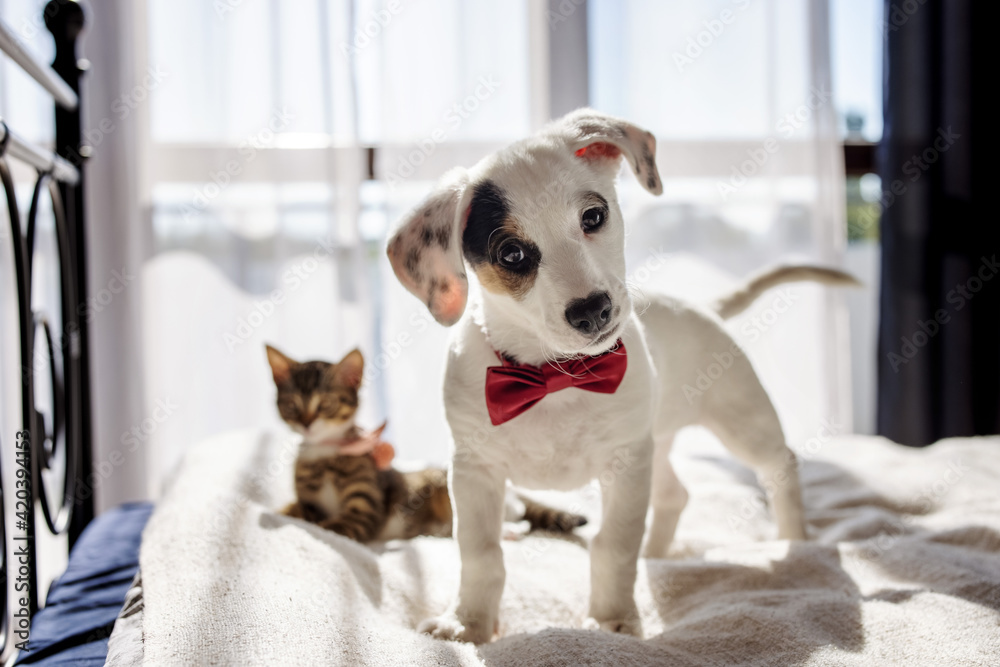 Sweet puppy weraing a bow tie posing on the bed, with a little kitten on the background.