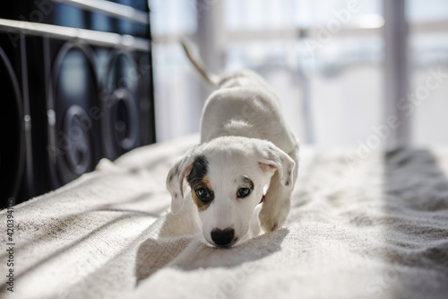 Φωτογραφία Little white dog is sniffing on the bed at home
