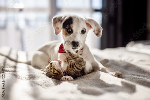 Lovely puppy and kitty giving a hug on the bed. Lifestyle photo of cute pets at home.
