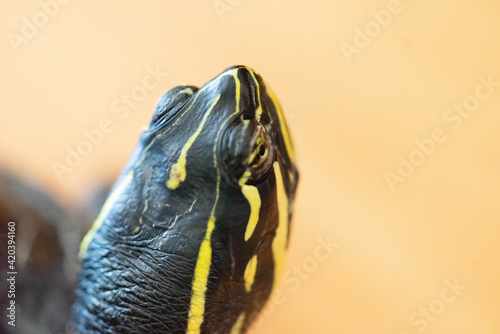 Florida - Rotbauch - Schmuckschildkröte photo
