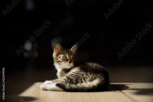 Small cay laying in a spotlinght on the house floor.