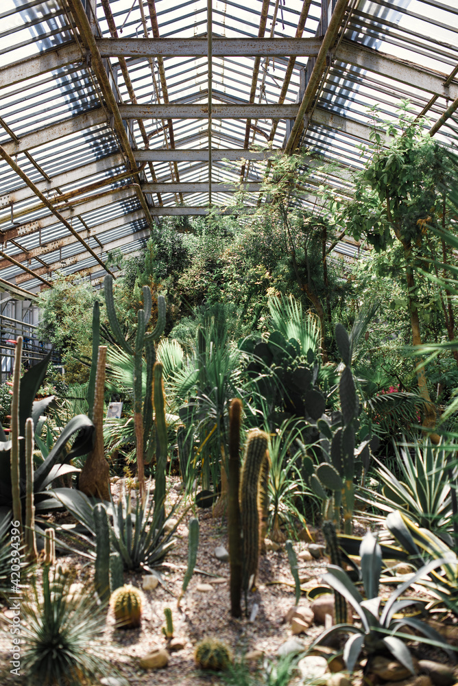 Fototapeta premium Green cactus in the greenhouse close-up