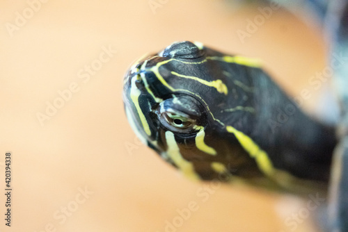Florida - Rotbauch - Schmuckschildkröte photo