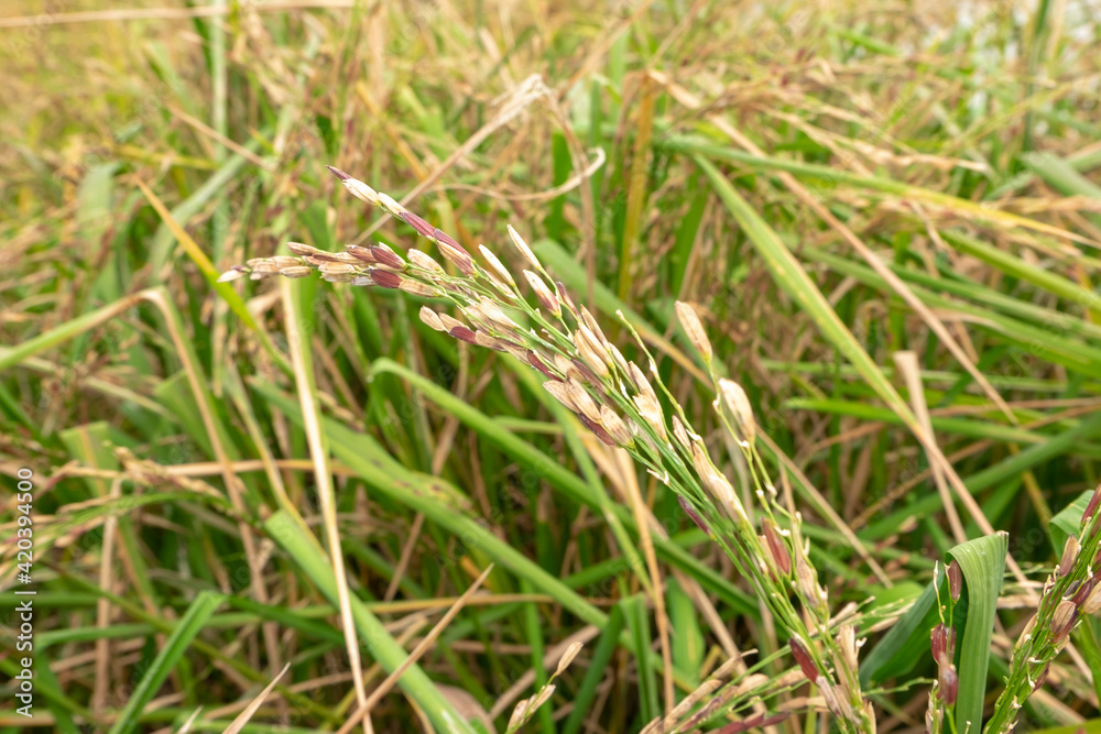 Golden riceberry fields, ears of rice at backyard in bangkok, thailand.