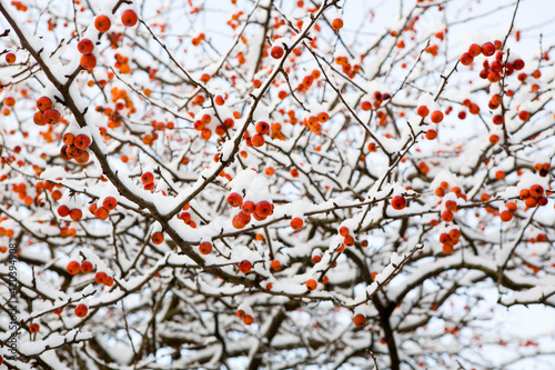 Manzanos en nieve