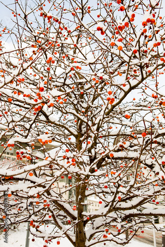 Manzanos en nieve