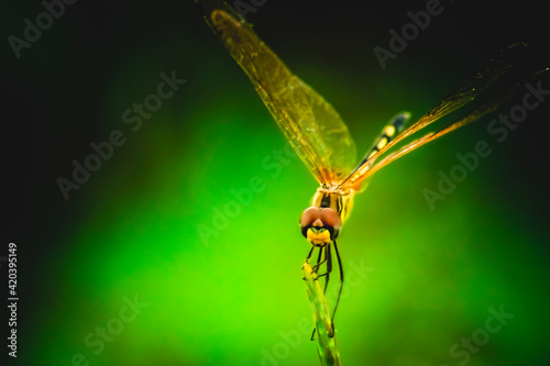 Dragonfly hold on dry branches and copy space .Dragonfly in the nature. Dragonfly in the nature habitat. Beautiful nature scene with dragonfly outdoor.a background wallpaper