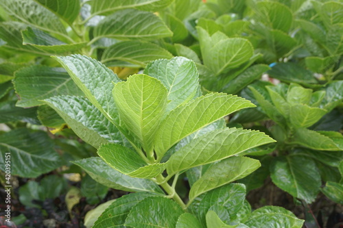 Wallpaper Mural Hydrangea or hortensia flower with a natural background Torontodigital.ca