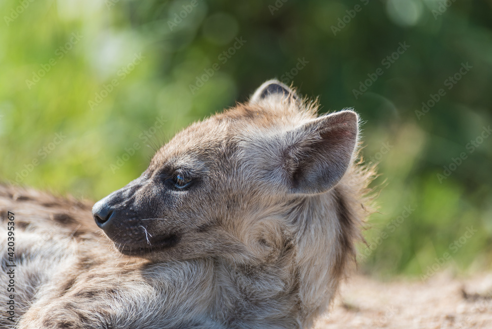 Closeup of a young Spotted Hyena cub turning its head to the side with a green blurred background, Kruger National Park. 