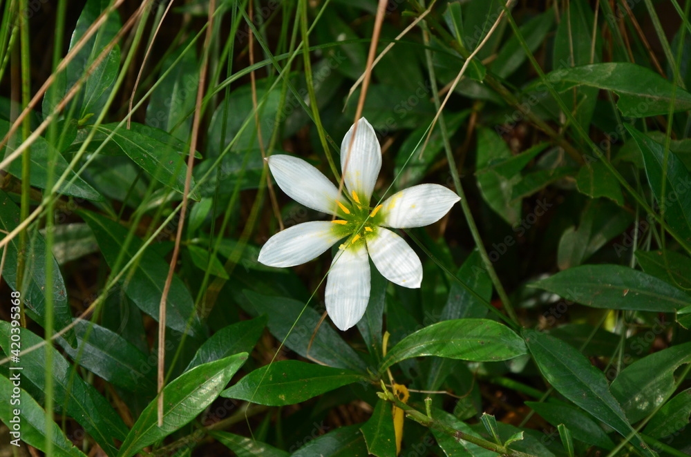 Obraz premium 玉すだれ 