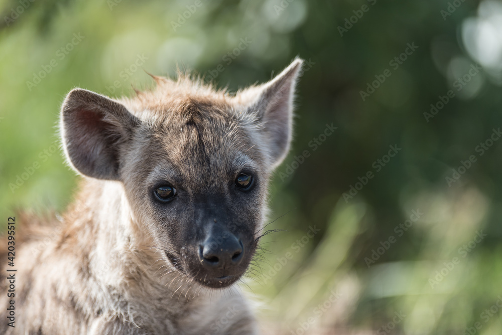 Closeup of a little Spotted Hyena cub's face looking into the camera with a blurred green background, Kruger National Park.
Closeup of a little Spotted Hyena cub's face looking into the camera with a blurred green background, Kruger National Park.