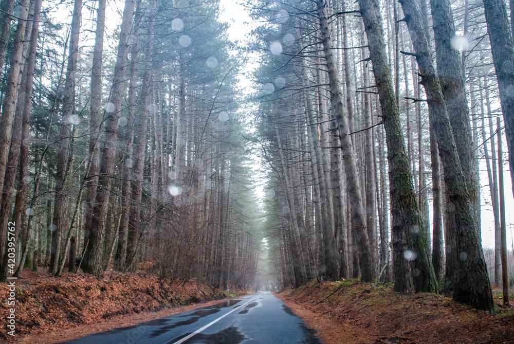 Obraz premium Piove tra i boschi