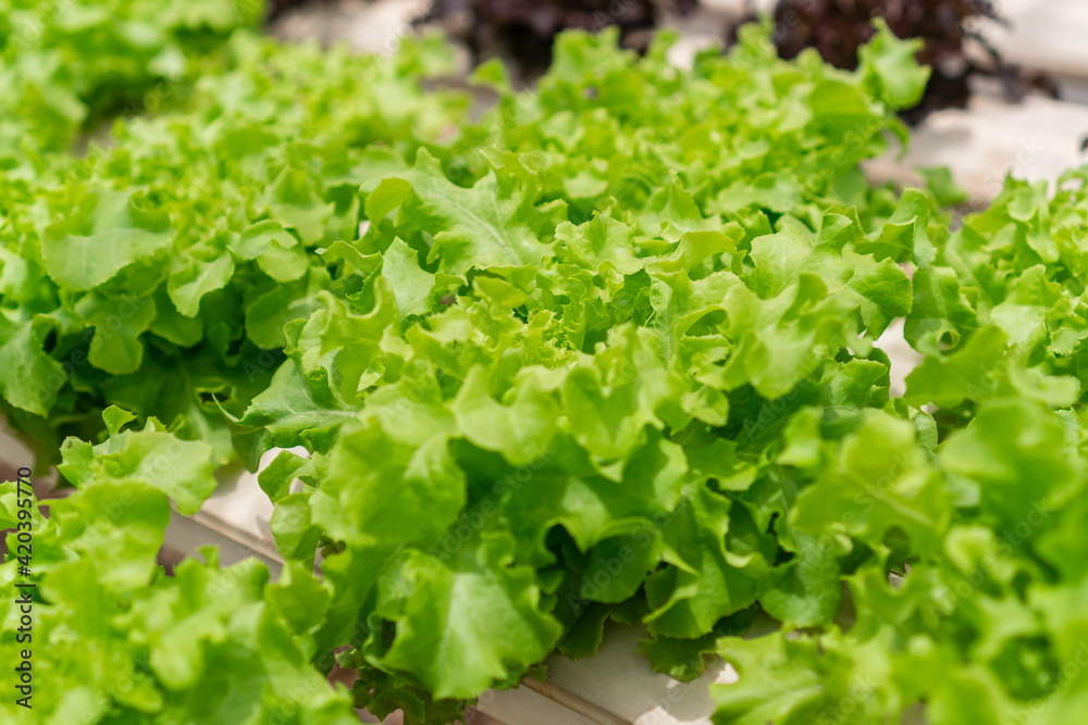 Organic hydroponic vegetable cultivation farm. Agriculture and food concept. Organic hydroponic vegetable cultivation farm. Agriculture and food concept.