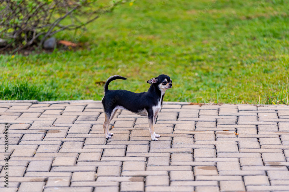 Small apple face chihuahua dog at the park