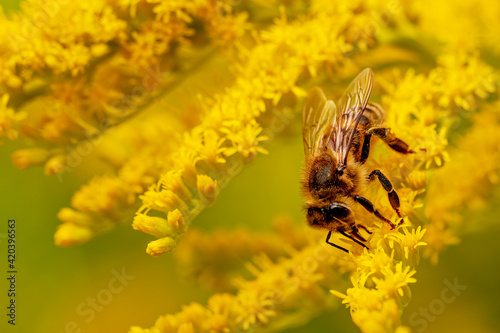 Bee on Yellow Goldenrod flowers