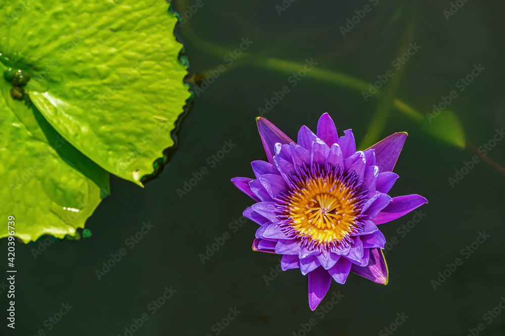 Lotus is many colors and beautiful in ponds, is a symbol of Buddhism. Lotus is many colors and beautiful in ponds, is a symbol of Buddhism.