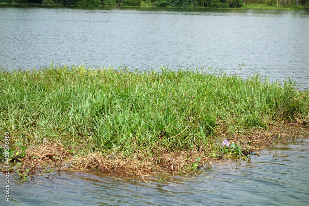 Backwaters network of brackish lagoons in Kerala