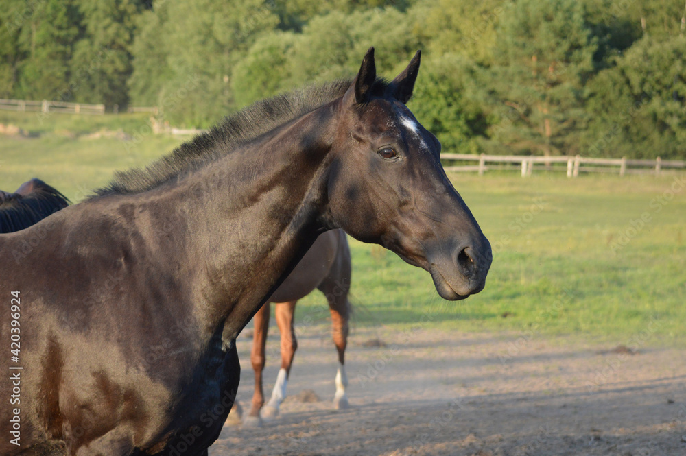 Portrait of a bay horse with a star on its forehead in profile on the paddock.