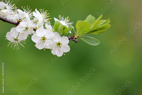 Cherry blossom in spring on blurred green background. White sakura flowers on a branch