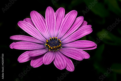 Purple Daisy flower on dark background