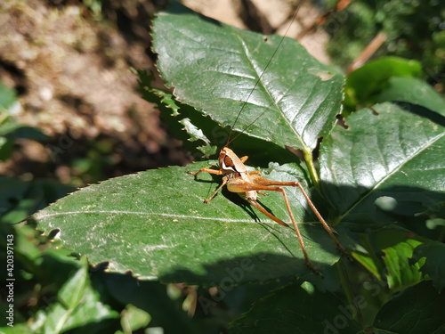 Grasshopper Standing On A Leaf photo