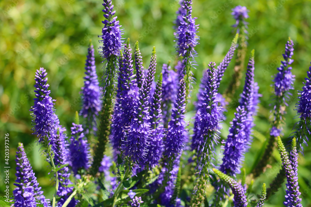Fototapeta premium Beautiful flowers of lupine blooms in the meadow.