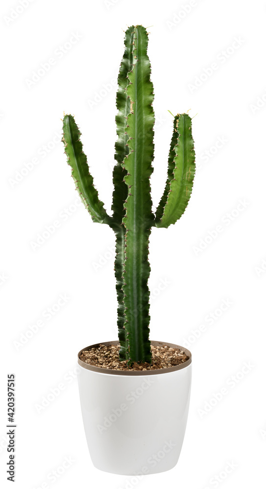 Tall spiny cactus with single stem and arms in a flowerpot Tall spiny cactus with single stem and arms in a flowerpot