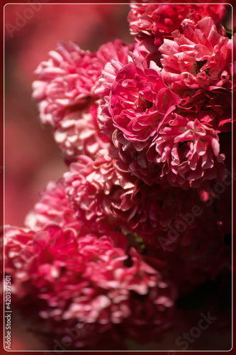 red rose petals