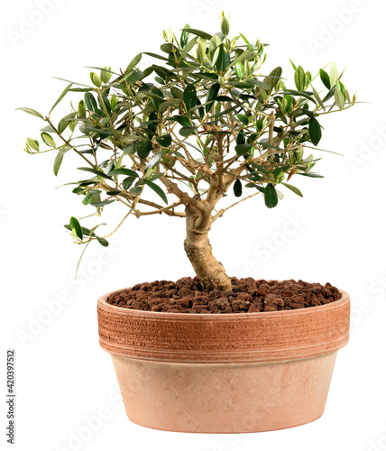 Small olive tree bonsai plant in a red clay pot