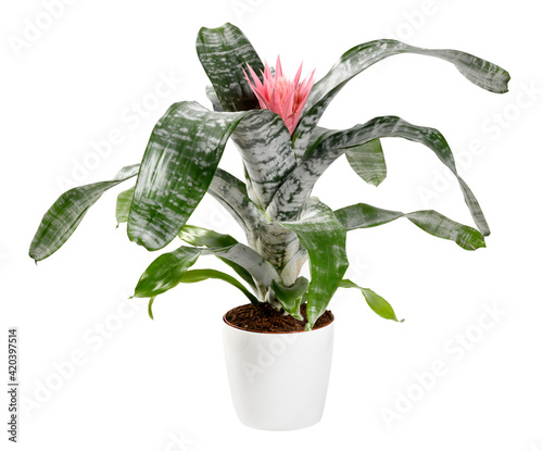Bromelia aechmea primera with single pink flower photo