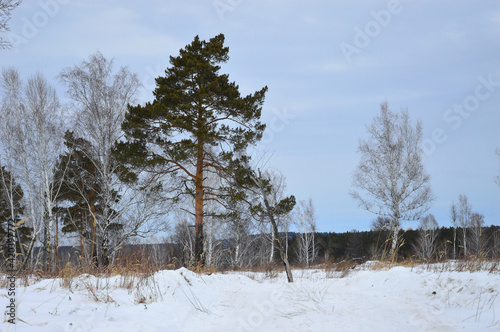 Wallpaper Mural Winter landscape. A glade with pines and birches in a snowdrift. Dark mountains are visible on the horizon. It's a nasty day. Russia, Eastern Siberia Torontodigital.ca