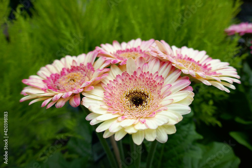 rosa Gerbera photo