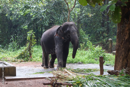 Canvas Print Elephant at Abhayaranyam Zoo in Kerala