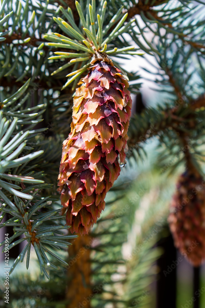 Single and fresh small conifer cone hanging on the young coniferous tree in the sunny garden. unknown conifer tree with single tiny cone with resin
Single and fresh small conifer cone hanging on the young coniferous tree in the sunny garden. unknown conifer tree with single tiny cone with resin